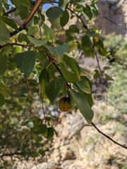 Ziziphus hajarensis