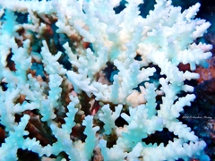 Acropora