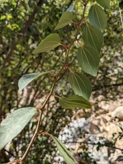 Ziziphus hajarensis