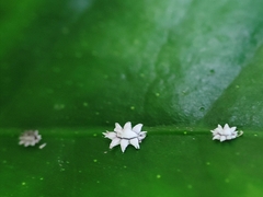 Ceroplastes sinensis