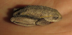 Hyperolius parallelus