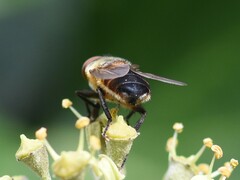 Phasia aurigera