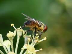 Phasia aurigera
