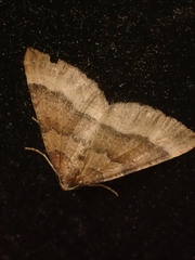 Larentia clavaria