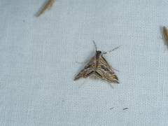 Anydraula