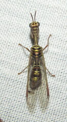 Mantispidae