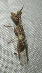 Mantispidae