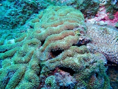 Lobophyllia flabelliformis