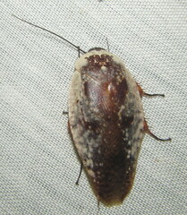 Gyna caffrorum