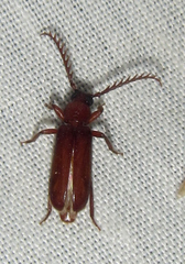Pectoctenus bryanti
