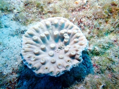 Duncanopsammia peltata