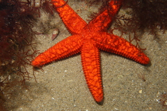 Uniophora granifera