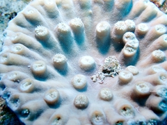 Duncanopsammia peltata