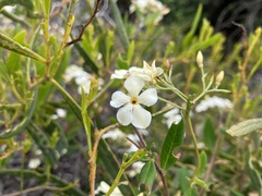 Billardiera floribunda