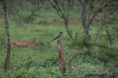Lophoceros nasutus