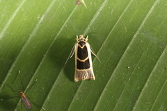 Antaeotricha renselariana