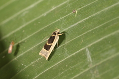 Antaeotricha renselariana