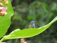 Dicaeum trigonostigma