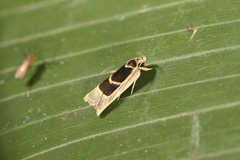 Antaeotricha renselariana