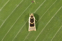 Antaeotricha renselariana