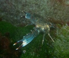 Thalamitinae
