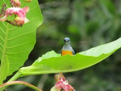 Dicaeum trigonostigma