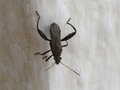 Heegeria tangirica