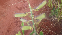 Crotalaria retusa image
