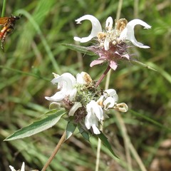 Monarda citriodora austromontana