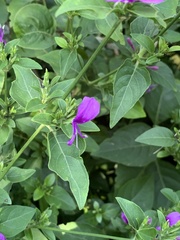 Hypoestes purpurea
