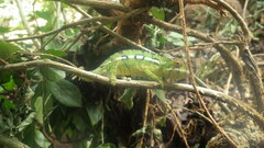 Furcifer pardalis