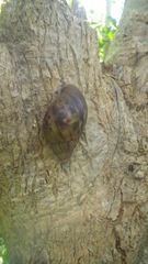 Lissachatina immaculata
