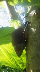 Lissachatina immaculata