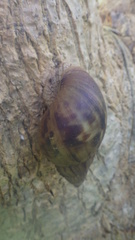 Lissachatina immaculata