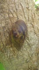 Lissachatina immaculata