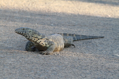 Varanus niloticus