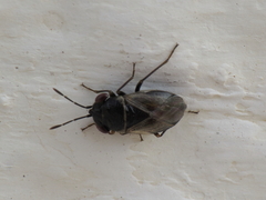 Geocoris megacephalus