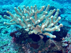 Pocillopora grandis