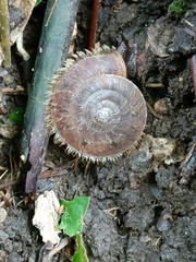 Plectotropis mackensii