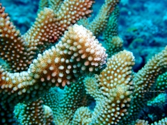 Pocillopora grandis