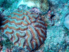 Lobophyllia