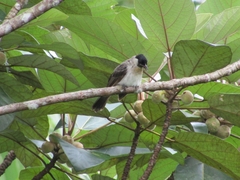 Pycnonotus aurigaster