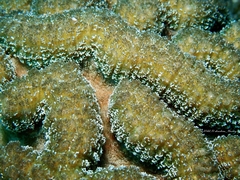 Lobophyllia