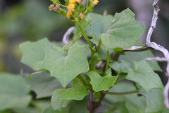 Delairea odorata