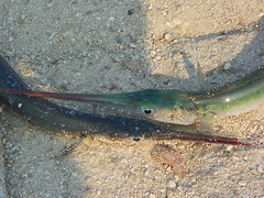 Tylosurus pacificus