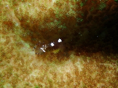 Ancylocaris brevicarpalis