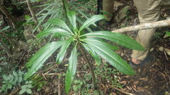 Pachypodium rutenbergianum