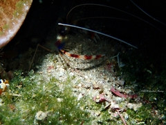 Stenopus hispidus