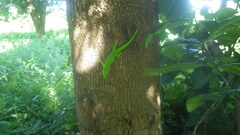 Phelsuma grandis