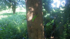Phelsuma grandis